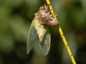 Emerging Cicada 020.jpg